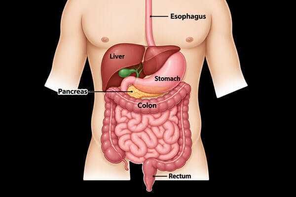 GI Liver Cancer Surgeon in Mahim