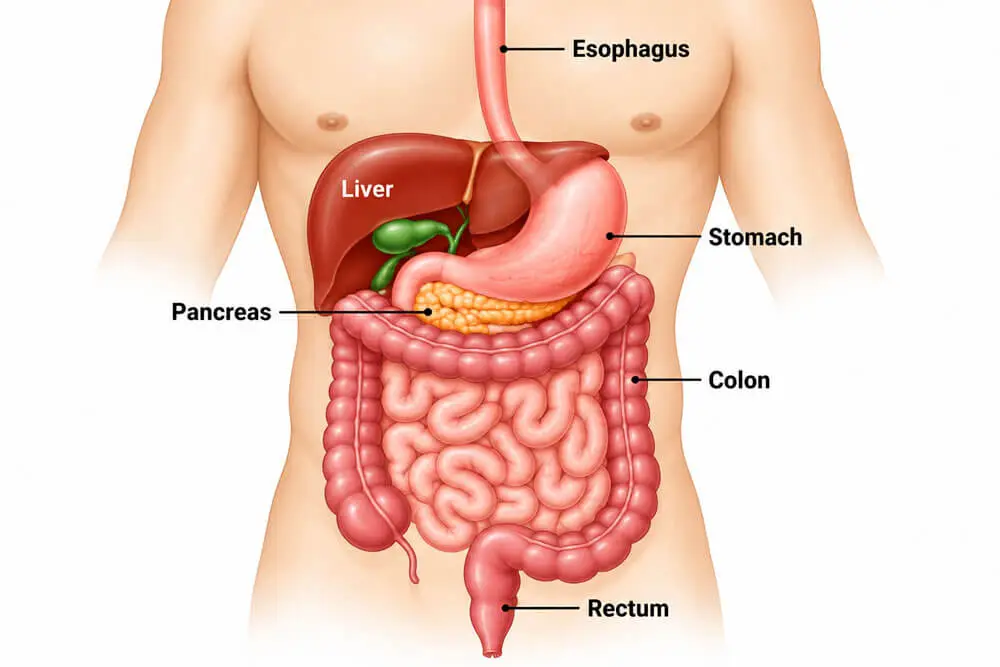 Gastrointestinal Cancer Surgeon
